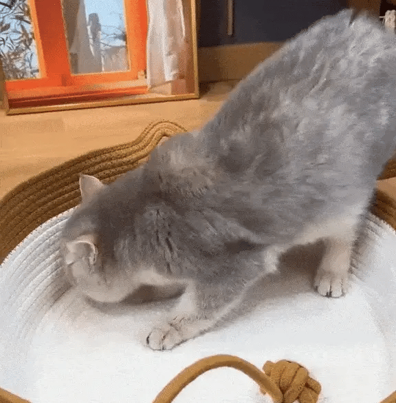 Adopté en 48 heures