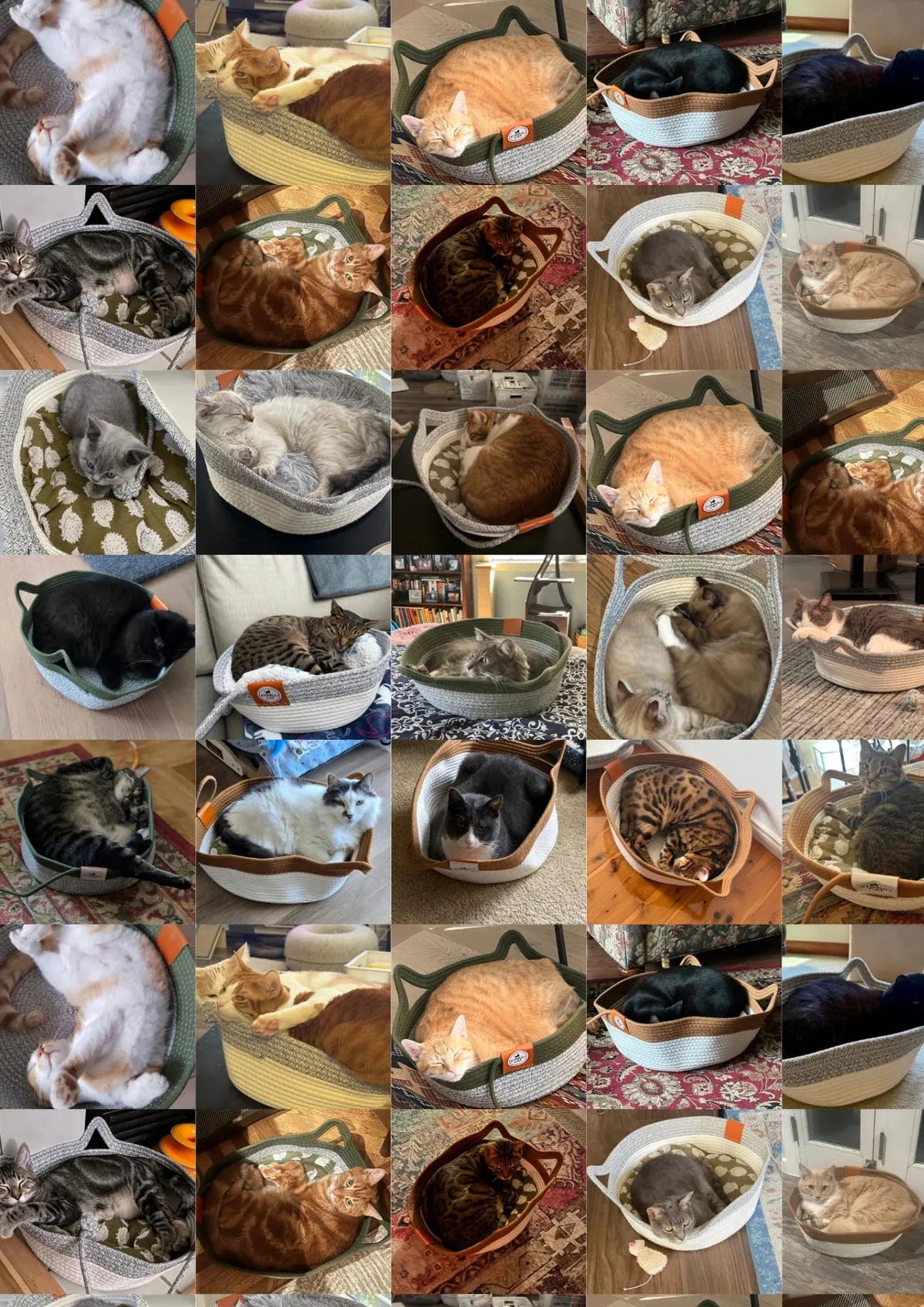 Des milliers de chats